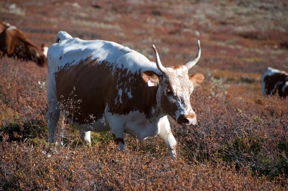 Telemarkfe på norsk beite, en av de seks URFE-rasene